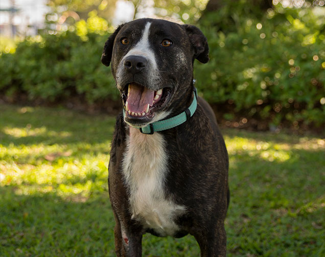 rocky survived burns to live a happy life